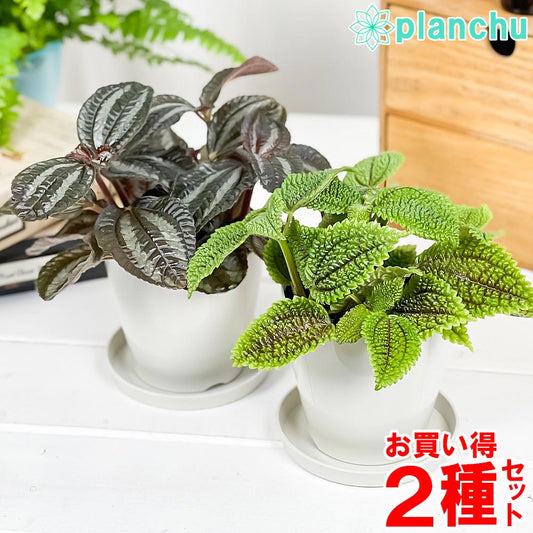 PLANCHU 観葉植物 ピレア 2種セット インボルクラータ & ムーンバレー 3.5号鉢 受け皿付き 育て方説明書付き