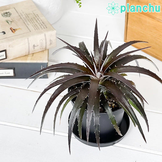 PLANCHU 観葉植物 ディッキア バーガンディアイス 3.5号鉢 受け皿付き 育て方説明書付き Dyckia ‘Burgundy Ice’ グラウンドブロメリア