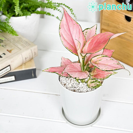 PLANCHU 観葉植物 アグラオネマ オースピシャスレッド 4号鉢 受け皿付き 育て方説明書付き Aglaonema ‘Auspicious Red’ 幸せを招くタイの宝石 アロイド