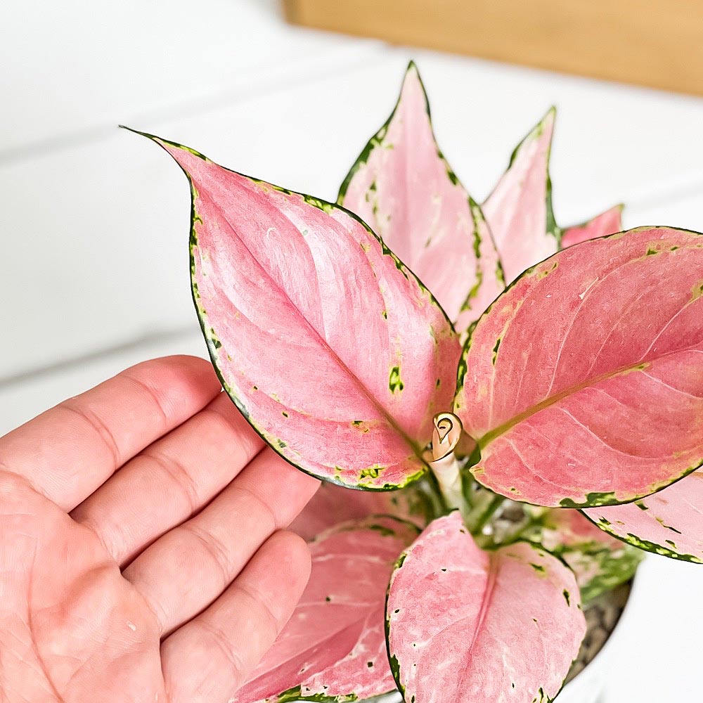 PLANCHU 観葉植物 アグラオネマ オースピシャスレッド 4号鉢 受け皿付き 育て方説明書付き Aglaonema ‘Auspicious Red’ 幸せを招くタイの宝石 アロイド