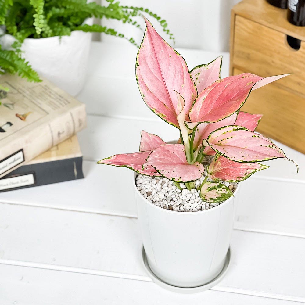 PLANCHU 観葉植物 アグラオネマ オースピシャスレッド 4号鉢 受け皿付き 育て方説明書付き Aglaonema ‘Auspicious Red’ 幸せを招くタイの宝石 アロイド