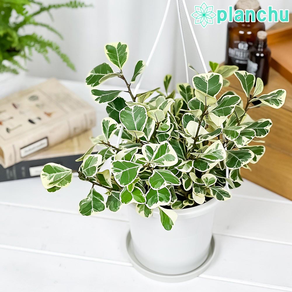 PLANCHU 観葉植物 フィカス スウィートハート 5号吊り鉢 育て方説明書付き PVP Ficus natalensis ‘Sweet Heart’ スイートハート ハートの木 ハートボダイジュ