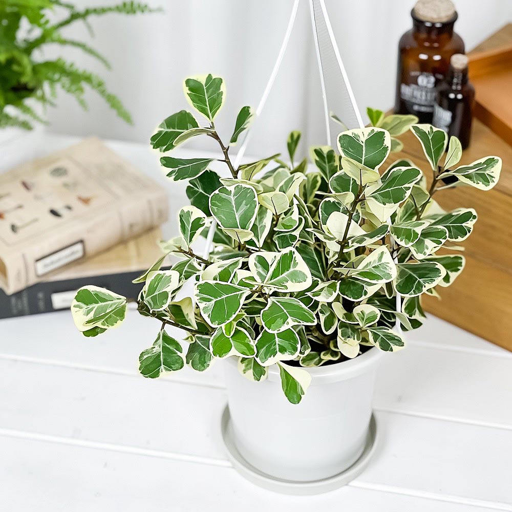 PLANCHU 観葉植物 フィカス スウィートハート 5号吊り鉢 育て方説明書付き PVP Ficus natalensis ‘Sweet Heart’ スイートハート ハートの木 ハートボダイジュ