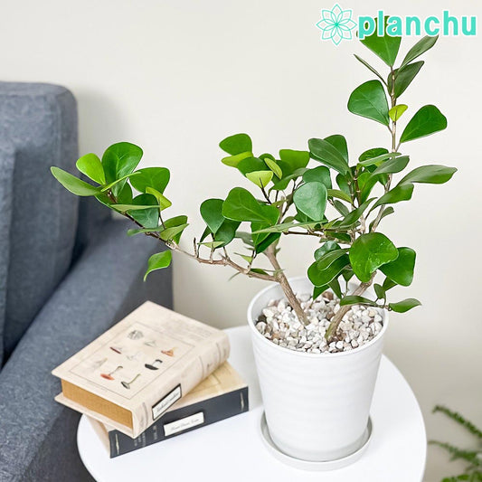 PLANCHU 観葉植物 フィカス トライアンギュラリス 5号鉢 受け皿付き 育て方説明書付き Ficus triangularis ハートの木 ハートボダイジュ ゴムノキ ゴムの木