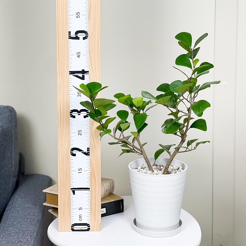 PLANCHU 観葉植物 フィカス トライアンギュラリス 5号鉢 受け皿付き 育て方説明書付き Ficus triangularis ハートの木 ハートボダイジュ ゴムノキ ゴムの木
