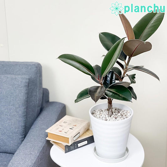 PLANCHU 観葉植物 フィカス バーガンディ 6号鉢 受け皿付き 育て方説明書付き Ficus elastica ‘Burgundy’ ゴムノキ ゴムの木 インドゴムノキ