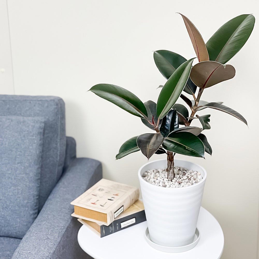 PLANCHU 観葉植物 フィカス バーガンディ 6号鉢 受け皿付き 育て方説明書付き Ficus elastica ‘Burgundy’ ゴムノキ ゴムの木 インドゴムノキ