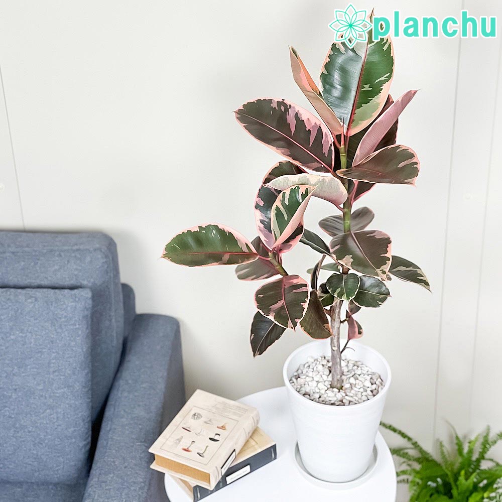 PLANCHU 観葉植物 フィカス ルビー 6号鉢 受け皿付き 育て方説明書付き Ficus elastica ‘Ruby’ ゴムノキ ゴムの木 インドゴムノキ