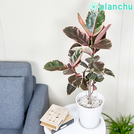 PLANCHU 観葉植物 フィカス ルビー 6号鉢 受け皿付き 育て方説明書付き Ficus elastica ‘Ruby’ ゴムノキ ゴムの木 インドゴムノキ