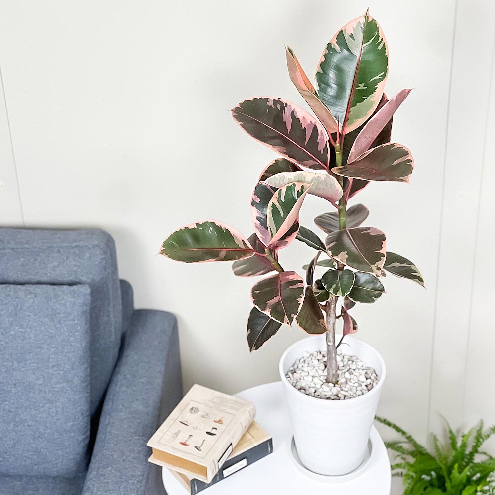 PLANCHU 観葉植物 フィカス ルビー 6号鉢 受け皿付き 育て方説明書付き Ficus elastica ‘Ruby’ ゴムノキ ゴムの木 インドゴムノキ