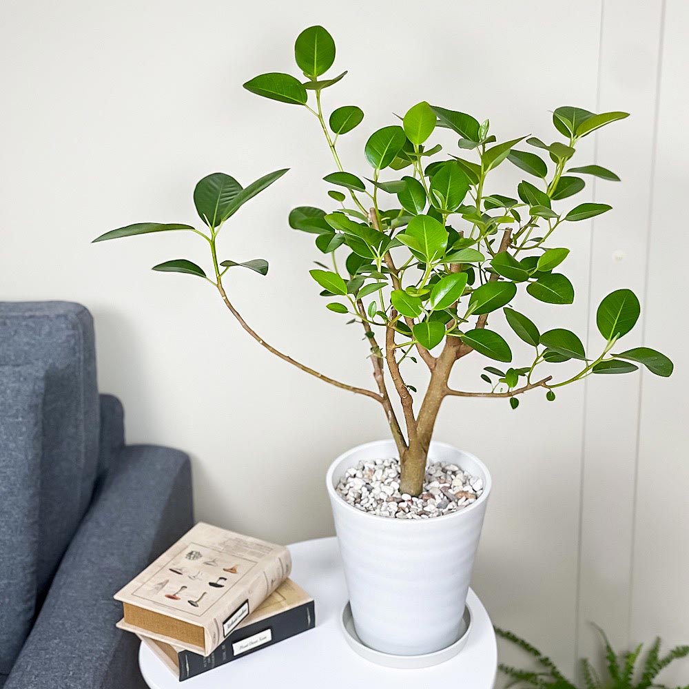 PLANCHU 観葉植物 フィカス ルビギノーサ 6号鉢 受け皿付き 育て方説明書付き Ficus rubiginosa フランスゴムノキ ゴムの木