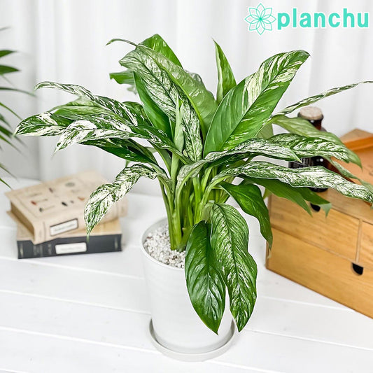 PLANCHU 観葉植物 スパティフィラム いせ姫 5号鉢 受け皿付き 育て方説明書付き Spathiphyllum ‘Isehime’ 斑入り イセヒメ アロイド PVP