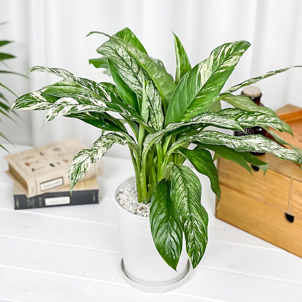 PLANCHU 観葉植物 スパティフィラム いせ姫 5号鉢 受け皿付き 育て方説明書付き PVP Spathiphyllum ‘Isehime’ 斑入り イセヒメ アロイド