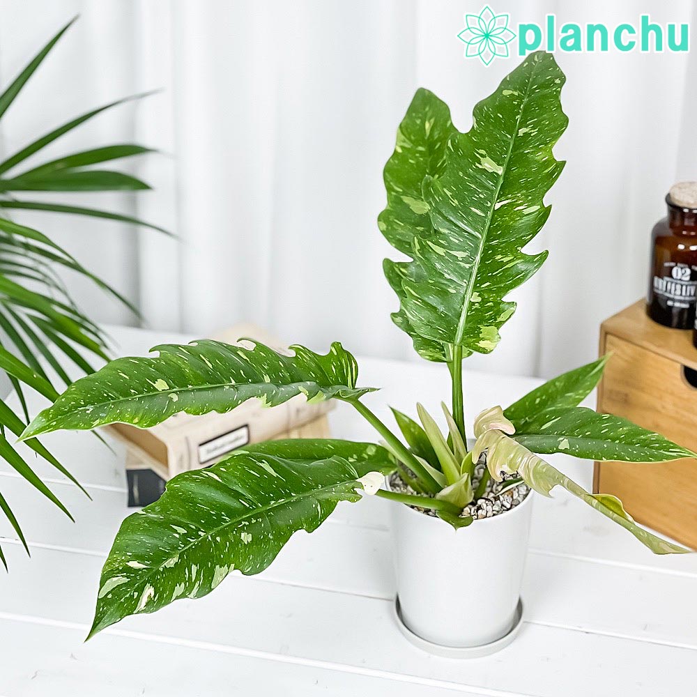 PLANCHU 観葉植物 フィロデンドロン リングオブファイア 4号鉢 受け皿付き 育て方説明書付き Philodendron ‘Ring Of Fire’ リングオブファイヤー アロイド 斑入り