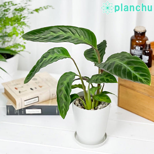 PLANCHU 観葉植物 カラテア ワルセウィッチー 4号鉢 受け皿付き 育て方説明書付き Calathea warscewiczii