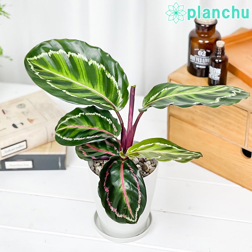 PLANCHU 観葉植物 カラテア ロゼオピクタ 4号鉢 受け皿付き 育て方説明書付き Calathea roseopicta
