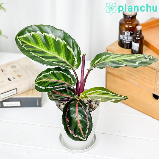 PLANCHU 観葉植物 カラテア ロゼオピクタ 4号鉢 受け皿付き 育て方説明書付き Calathea roseopicta