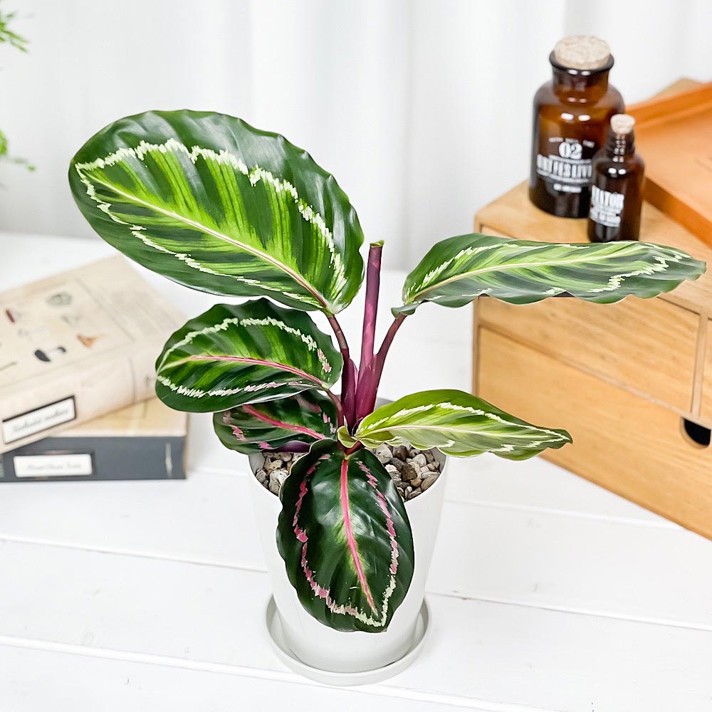 PLANCHU 観葉植物 カラテア ロゼオピクタ 4号鉢 受け皿付き 育て方説明書付き Calathea roseopicta
