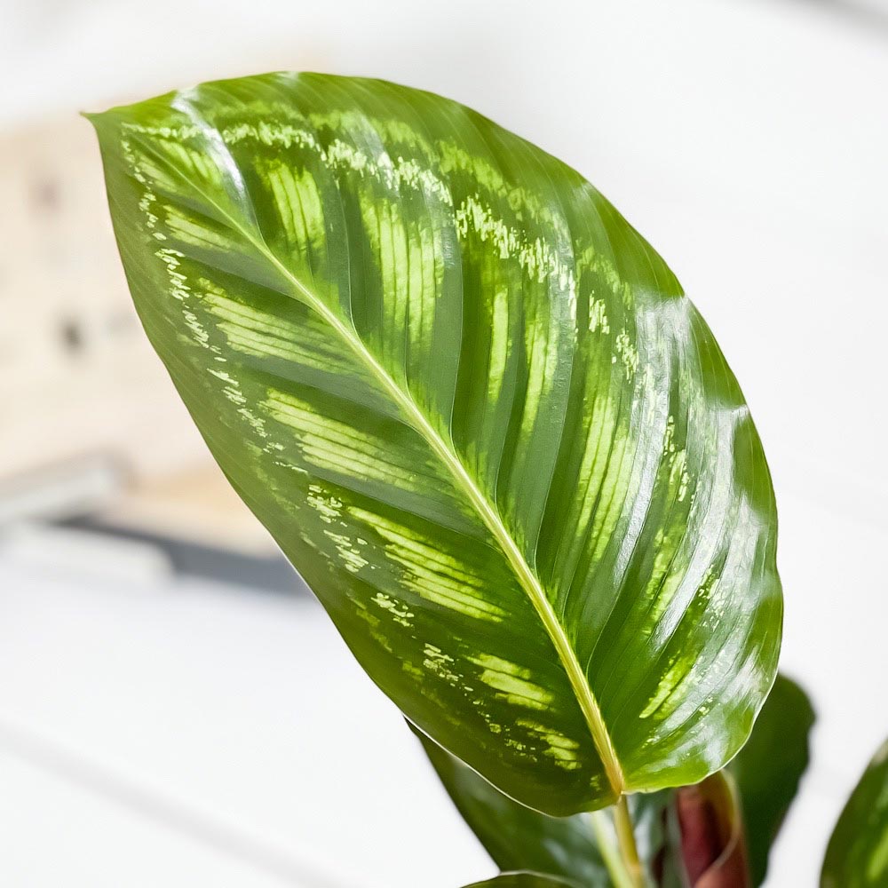 PLANCHU 観葉植物 カラテア フレームスター 4号鉢 受け皿付き 育て方説明書付き Calathea ‘Frame Star’