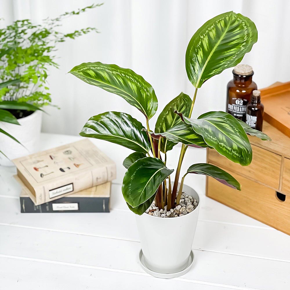 PLANCHU 観葉植物 カラテア フレームスター 4号鉢 受け皿付き 育て方説明書付き Calathea ‘Frame Star’