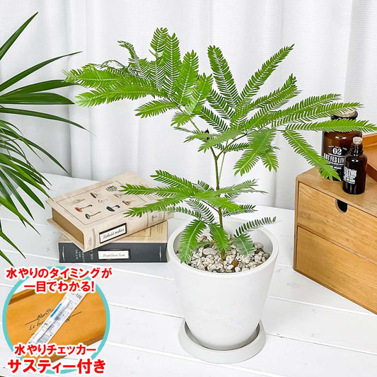 PLANCHU 観葉植物 エバーフレッシュ 5号樹脂鉢 ホワイト サスティー付き 受け皿付き 育て方説明書付き Cojoba arborea var. angustifolia ネムノキ