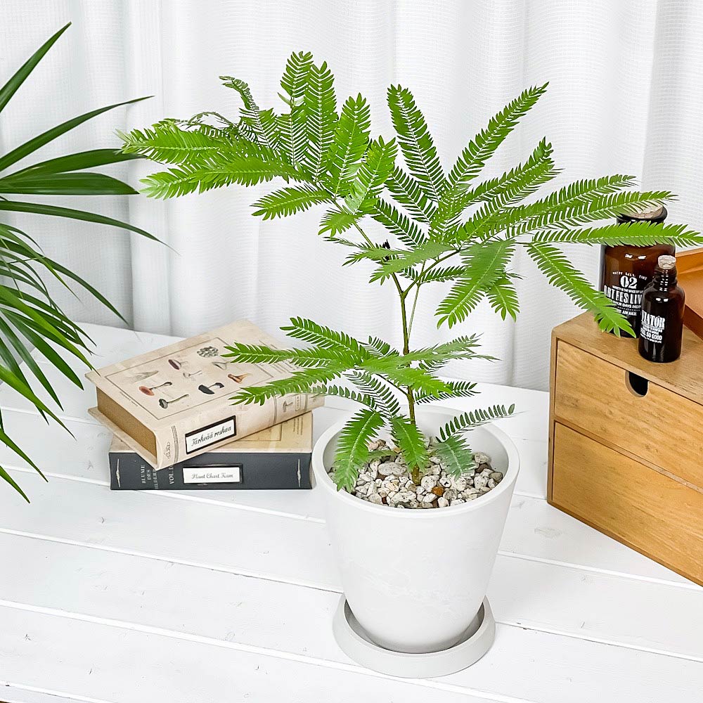 PLANCHU 観葉植物 エバーフレッシュ 5号樹脂鉢 ホワイト サスティー付き 受け皿付き 育て方説明書付き Cojoba arborea var. angustifolia ネムノキ