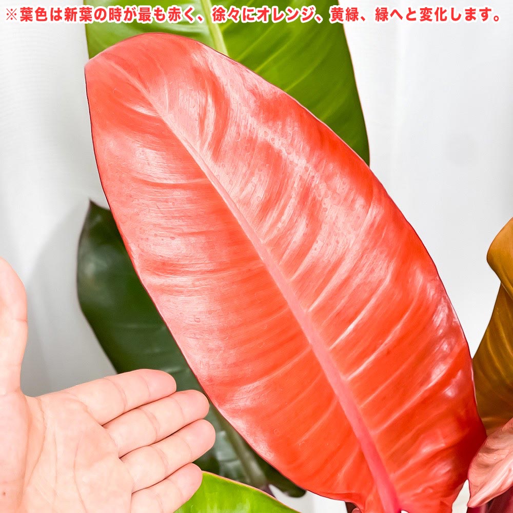 PLANCHU 観葉植物 フィロデンドロン サンレッド 8号鉢 受け皿付き 育て方説明書付き Philodendron ‘Sun Red’ アロイド 大鉢 充実株