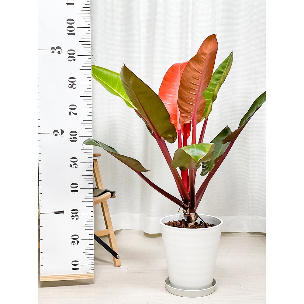 PLANCHU 観葉植物 フィロデンドロン サンレッド 8号鉢 受け皿付き 育て方説明書付き Philodendron ‘Sun Red’ アロイド 大鉢 充実株