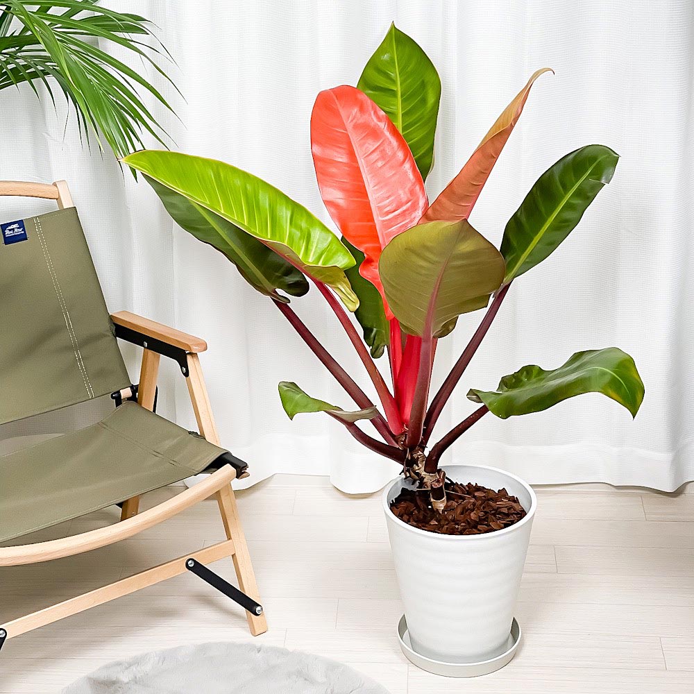 PLANCHU 観葉植物 フィロデンドロン サンレッド 8号鉢 受け皿付き 育て方説明書付き Philodendron ‘Sun Red’ アロイド 大鉢 充実株