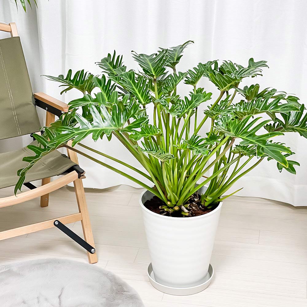 PLANCHU 観葉植物 フィロデンドロン クッカバラ 8号鉢 受け皿付き 育て方説明書付き Philodendron xanadu ザナドゥ アロイド 大鉢 充実株