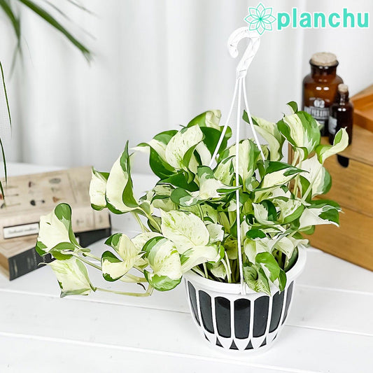 PLANCHU 観葉植物 ポトス ステータス 5号吊り鉢 育て方説明書付き PVP Epipremnum aureum ‘Status’ エピプレムナム アロイド