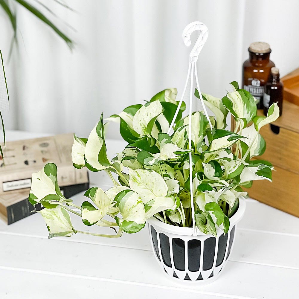 PLANCHU 観葉植物 ポトス ステータス 5号吊り鉢 育て方説明書付き PVP Epipremnum aureum ‘Status’ エピプレムナム アロイド