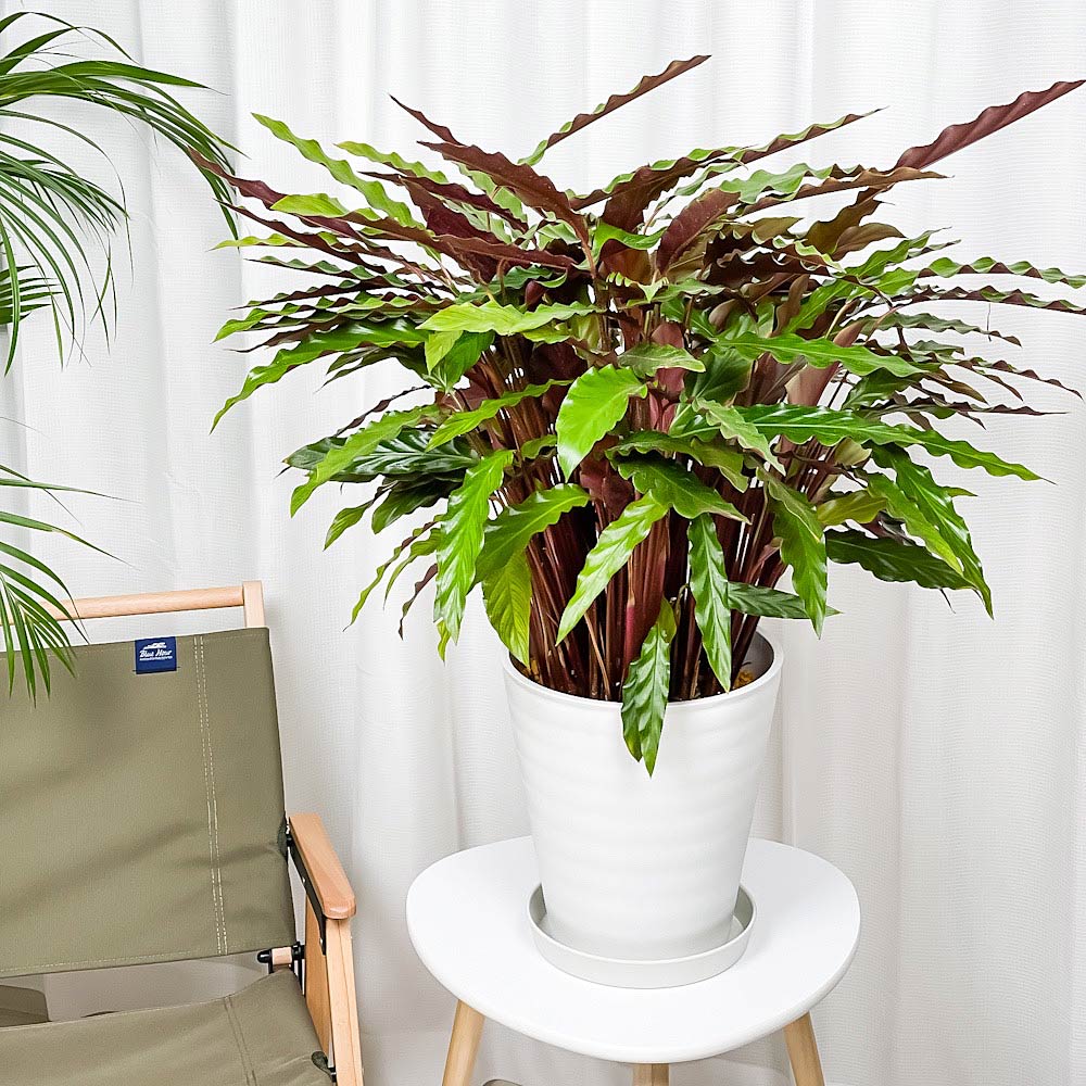 PLANCHU 観葉植物 カラテア ルフィバルバ 8号鉢 受け皿付き 育て方説明書付き Calathea rufibarba  大鉢 大株 充実株