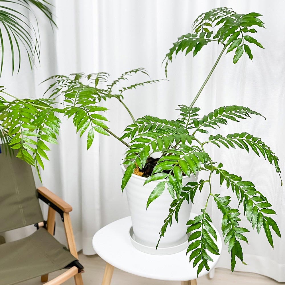 PLANCHU 観葉植物 リュウビンタイ 8号鉢 受け皿付き 育て方説明書付き Angiopteris シダ植物 大鉢 大株 充実株