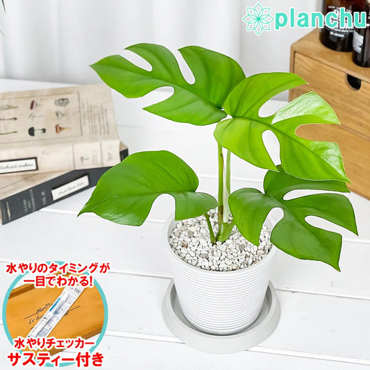 PLANCHU 観葉植物 ヒメモンステラ 4号樹脂鉢 ミディホワイト サスティー付き 受け皿付き 育て方説明書付き Rhaphidophora tetrasperma ラフィドフォラ モンステラ