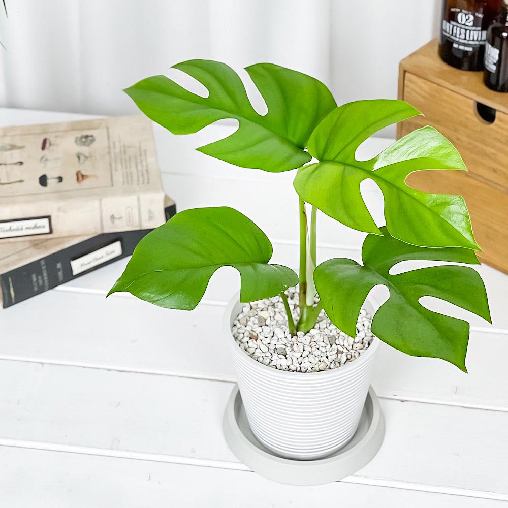 PLANCHU 観葉植物 ヒメモンステラ 4号樹脂鉢 ミディホワイト サスティー付き 受け皿付き 育て方説明書付き Rhaphidophora tetrasperma ラフィドフォラ モンステラ アロイド