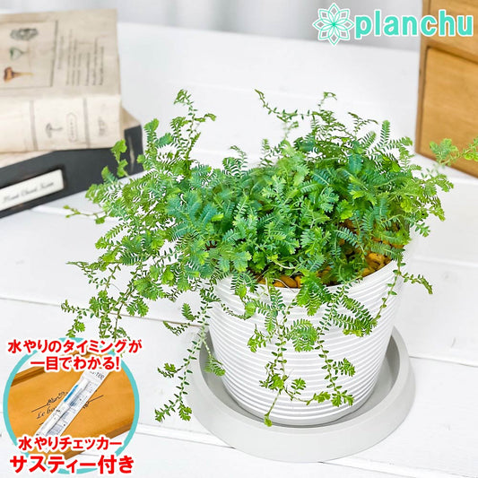 PLANCHU 観葉植物 セラギネラ レインボーファン 4号樹脂鉢 ミディホワイト サスティー付き 受け皿付き 育て方説明書付き Selaginella uncinata コンテリクラマゴケ シダ