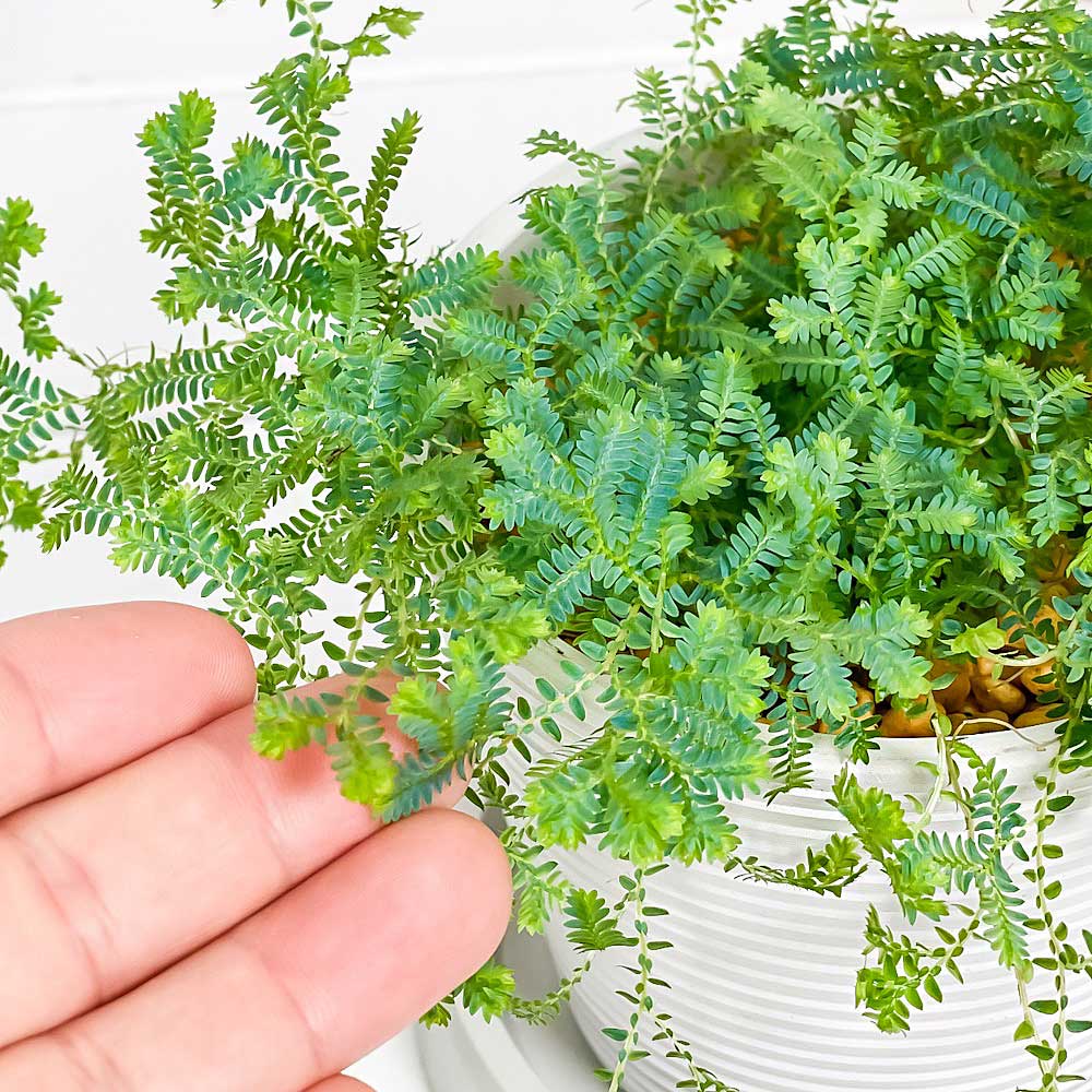 PLANCHU 観葉植物 セラギネラ レインボーファン 4号樹脂鉢 ミディホワイト サスティー付き 受け皿付き 育て方説明書付き Selaginella uncinata コンテリクラマゴケ シダ植物