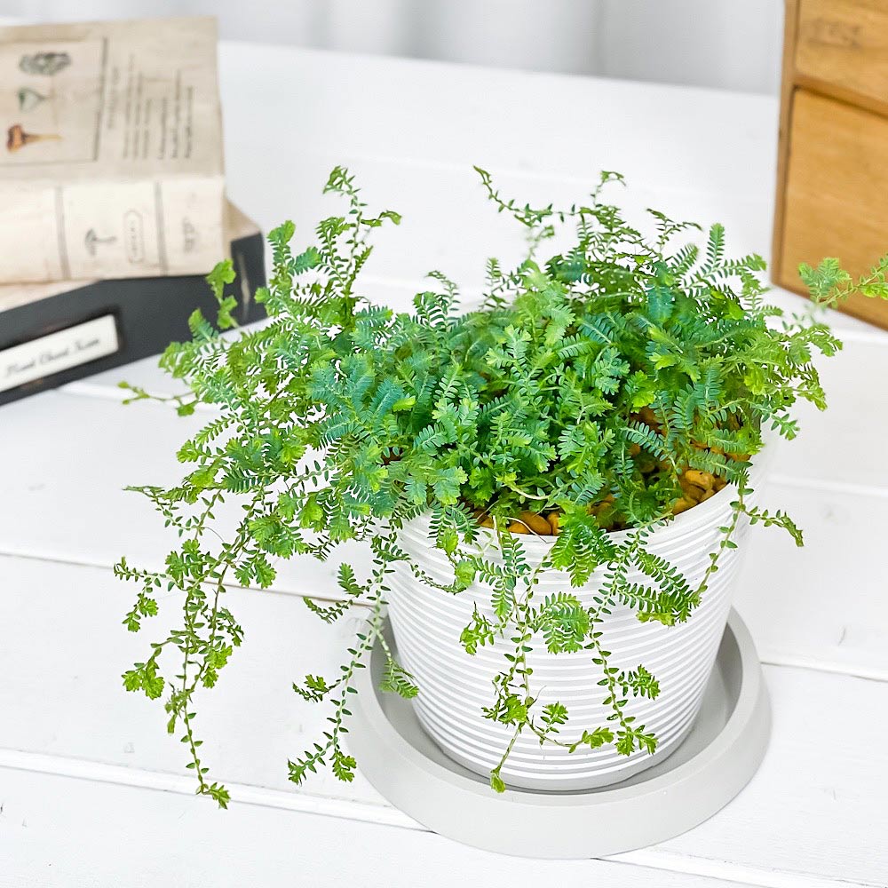 PLANCHU 観葉植物 セラギネラ レインボーファン 4号樹脂鉢 ミディホワイト サスティー付き 受け皿付き 育て方説明書付き Selaginella uncinata コンテリクラマゴケ シダ植物