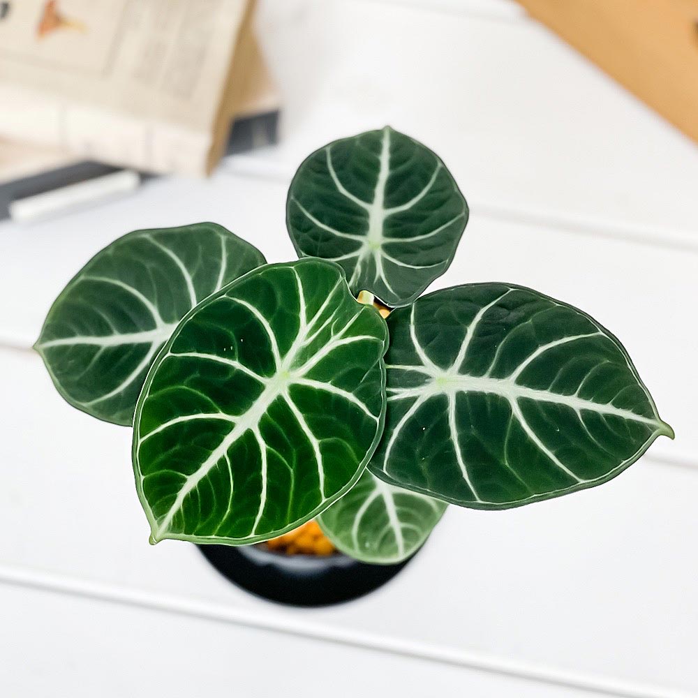 PLANCHU 観葉植物 アロカシア ニンジャ 3.5号スリット鉢 受け皿付き 育て方説明書付き Alocasia reginula ‘Ninja’ アロイド