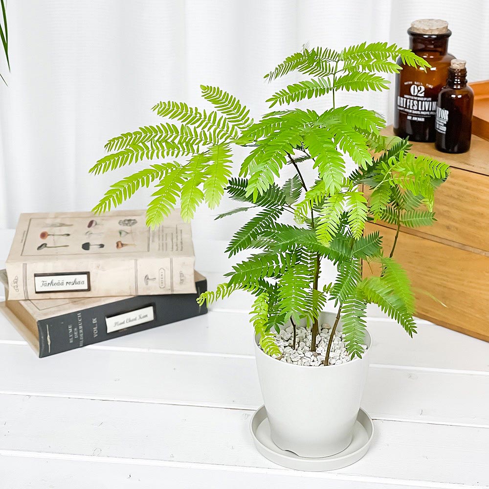 エバーフレッシュ　200cm大型　鉢12号　受皿＆キャスター付き PLANCHU 観葉植物 エバーフレッシュの森 3.5号鉢 受け皿付き 育て方