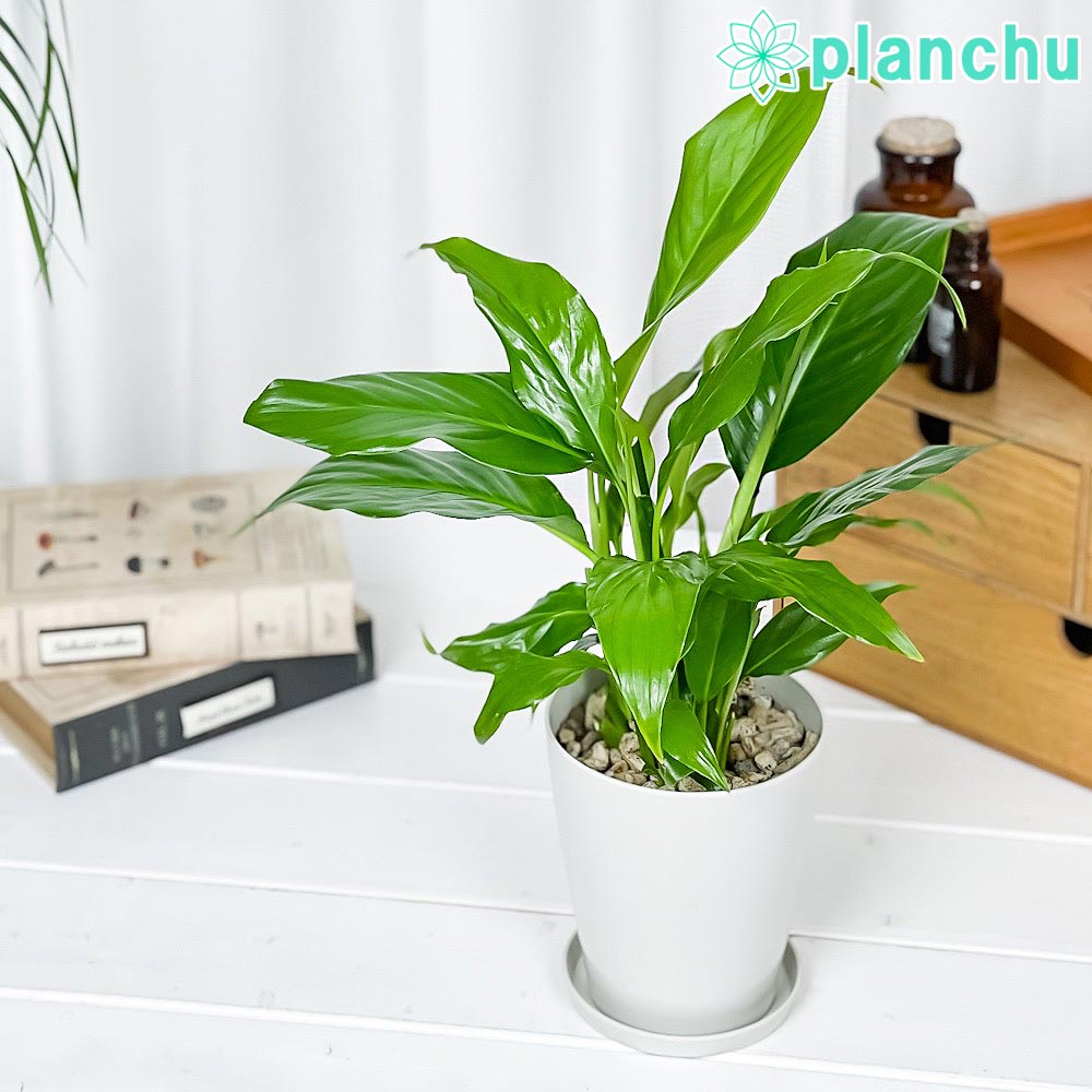 PLANCHU 観葉植物 スパティフィラム 4号鉢 受け皿付き 育て方説明書付き Spathiphyllum アロイド