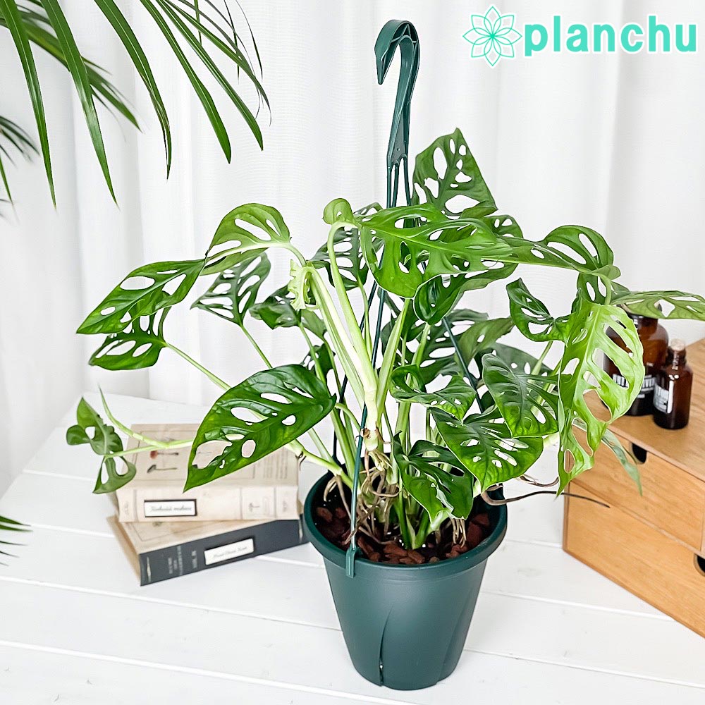 PLANCHU 観葉植物 マドカズラ モンステラ フリードリヒスターリー 6号吊り鉢 育て方説明書付き Monstera friedrichsthalii アロイド