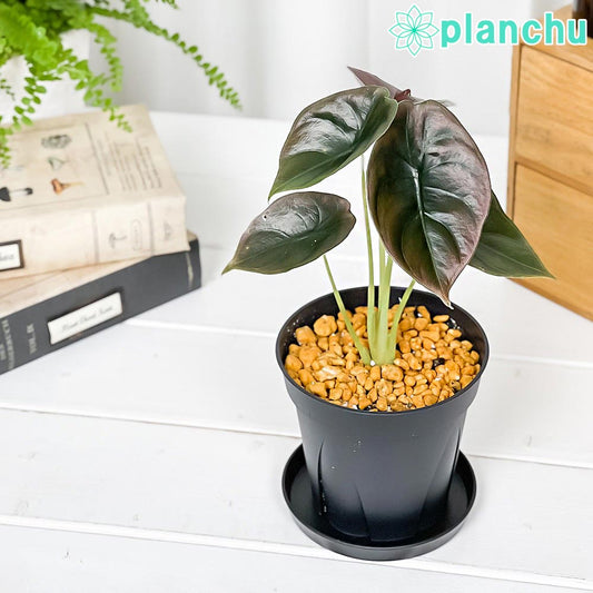 PLANCHU 観葉植物 アロカシア クプレア レッドシークレット 3.5号スリット鉢 受け皿付き 育て方説明書付き Alocasia cuprea ‘Red Secret’ アロイド