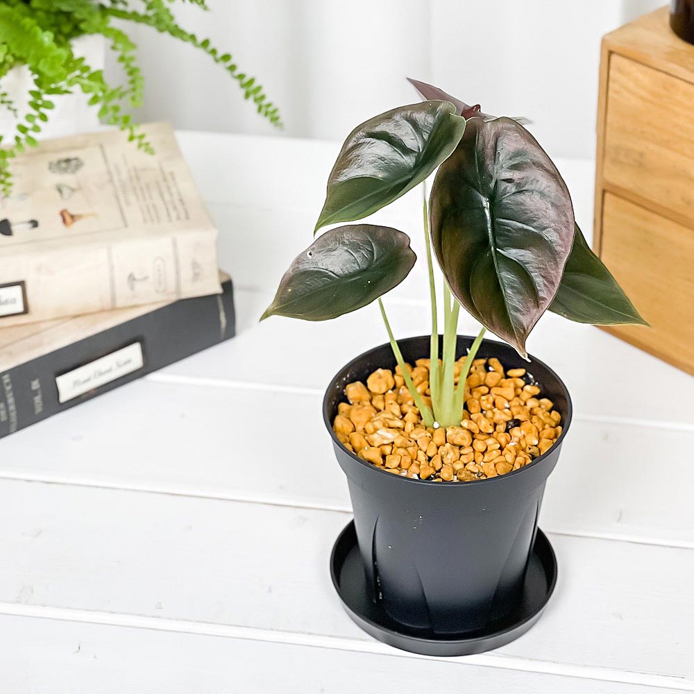 アロカシア クプレアピンク 週末価格！ PLANCHU 観葉植物 アロカシア クプレア レッドシークレット 3.5号