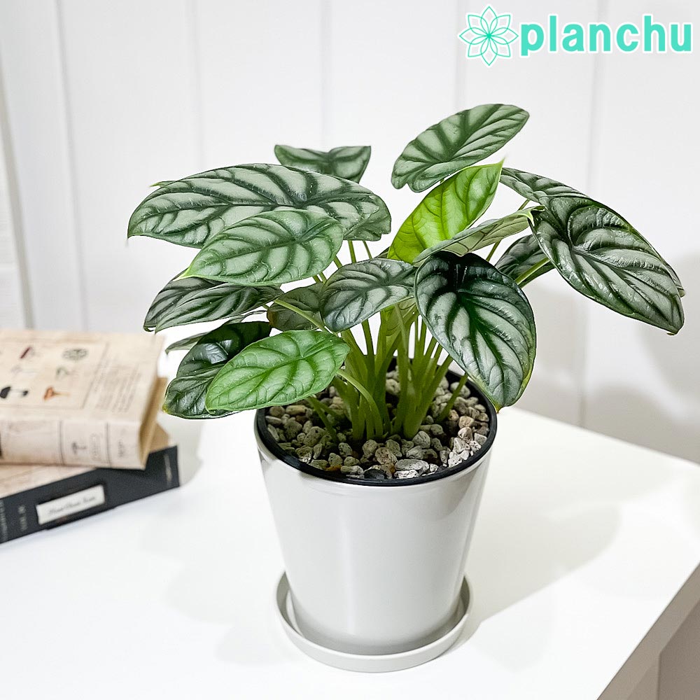PLANCHU 観葉植物 アロカシア シルバードラゴン 5号鉢 受け皿付き 育て方説明書付き Alocasia ‘Silver Dragon’ アロイド