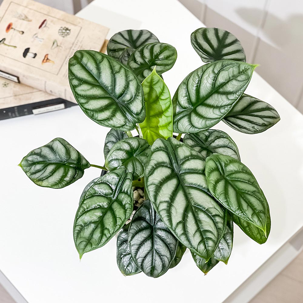 PLANCHU 観葉植物 アロカシア シルバードラゴン 5号鉢 受け皿付き 育て方説明書付き Alocasia ‘Silver Dragon’ アロイド 充実株