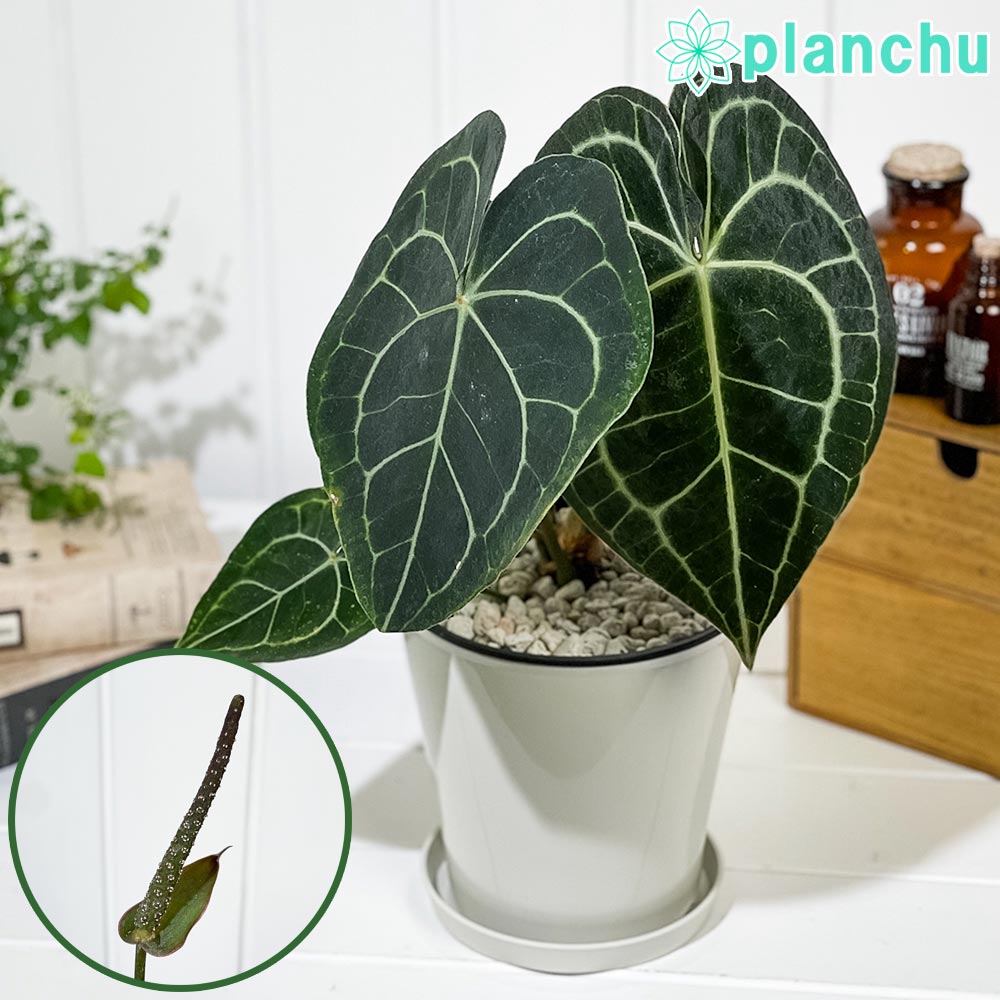 PLANCHU 観葉植物 アンスリウム クラリネルビウム 5号鉢 受け皿付き 育て方説明書付き Anthurium clarinervium アンスリューム アロイド 原種系