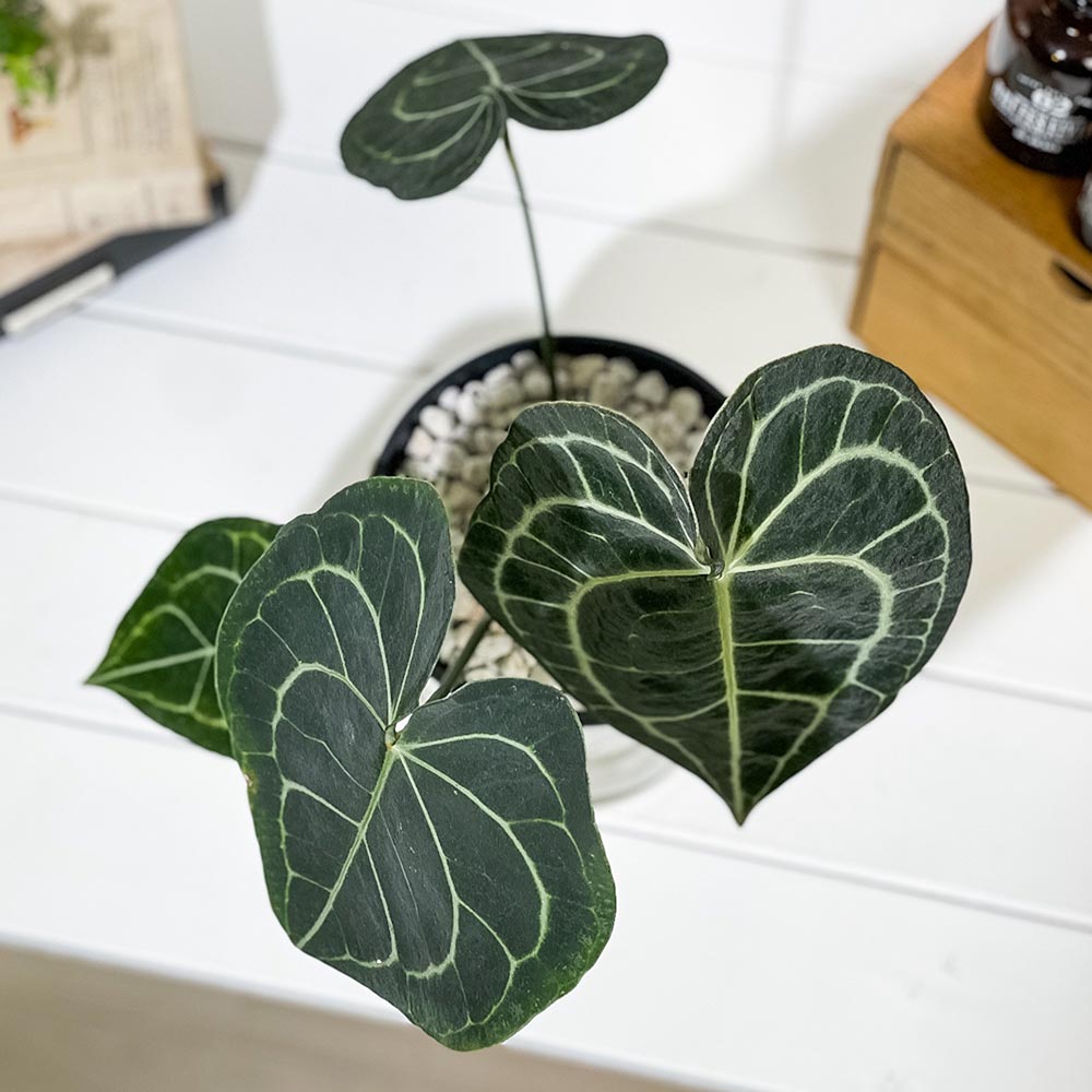PLANCHU 観葉植物 アンスリウム クラリネルビウム 5号鉢 受け皿付き 育て方説明書付き Anthurium clarinervium アンスリューム アロイド 原種系