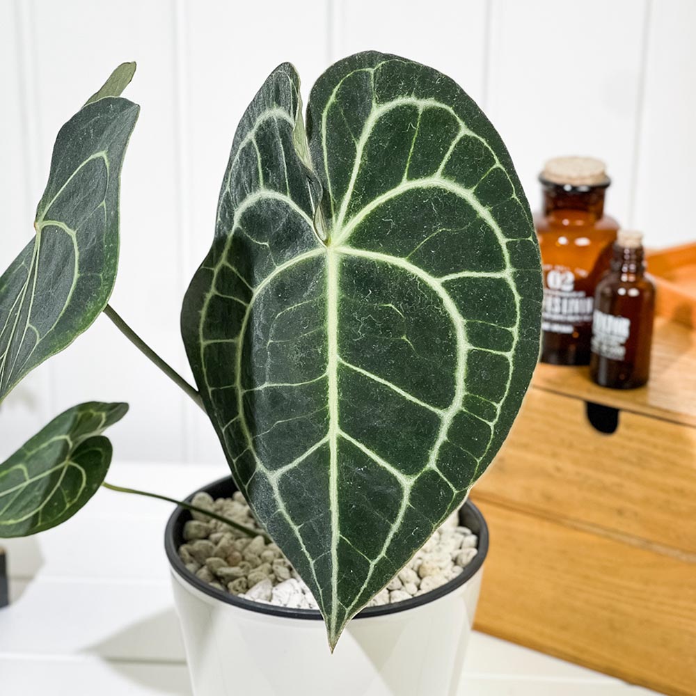PLANCHU 観葉植物 アンスリウム クラリネルビウム 5号鉢 受け皿付き 育て方説明書付き Anthurium clarinervium アンスリューム アロイド 原種系